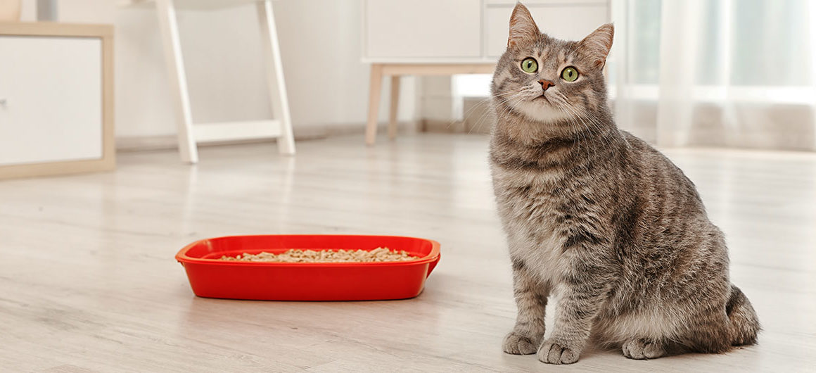 pellet-cat-litter-1160x530