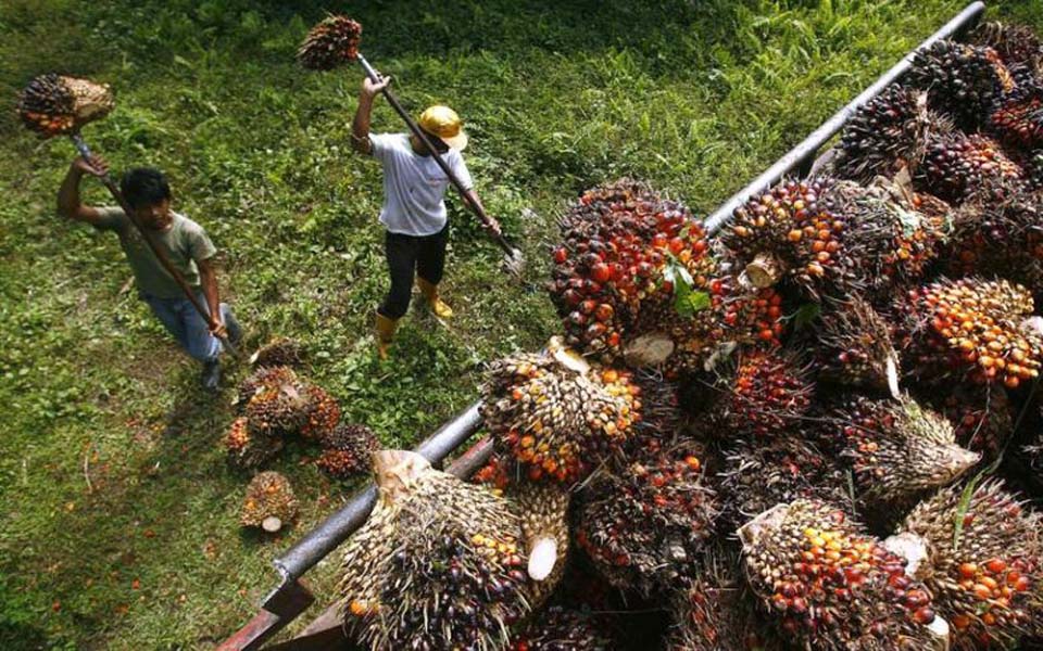 plantation-workers-gather-palm-oil-fruits-okezone